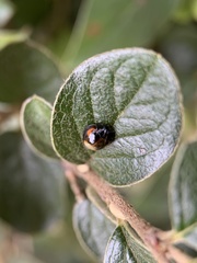 Exochomus quadripustulatus