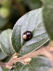 Exochomus quadripustulatus