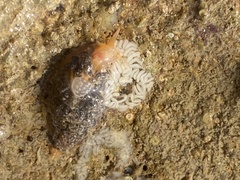 Spurilla neapolitana