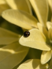 Exochomus quadripustulatus