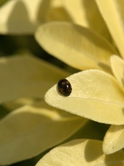 Exochomus quadripustulatus