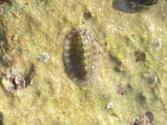 Chiton