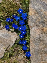 Gentiana bavarica subacaulis