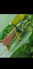 Poekilocerus