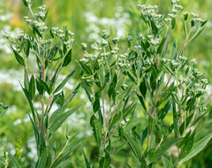 Eupatorium altissimum