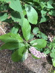 Magnoliopsida