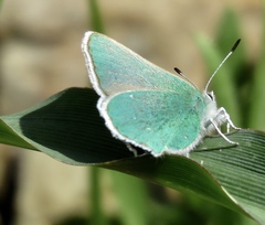 Callophrys viridis