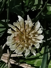 Trifolium repens