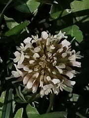Trifolium repens