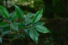 Ilex uraiensis