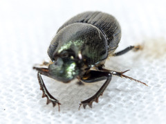 Onthophagus orpheus
