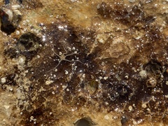 Amphipholis squamata image