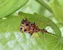 Hoplapoderus echinatus