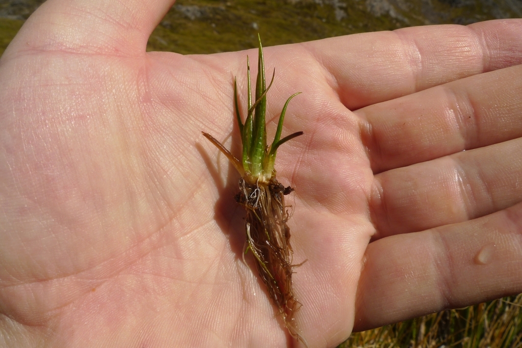 Alpine Quillwort