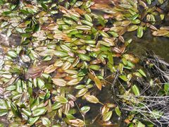 Potamogeton polygonifolius