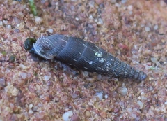 Clausilia