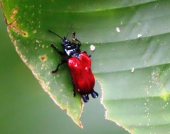 Xenarescus monoceros