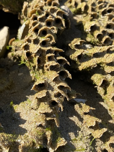 Honeycomb Worm, Charente-Maritime, Poitou-Charentes, France, photo 3 of 10