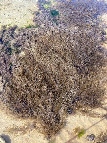 Photo of Japanese Wireweed (Sargassum muticum)