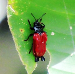 Xenarescus monoceros