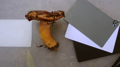 Chroogomphus rutilus