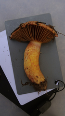 Chroogomphus rutilus