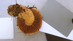 Chroogomphus rutilus