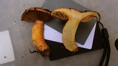 Chroogomphus rutilus