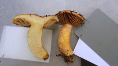 Chroogomphus rutilus