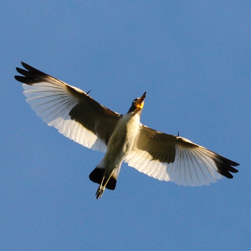 Wattled Lapwing