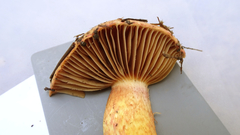 Chroogomphus rutilus