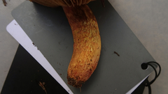 Chroogomphus rutilus