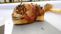 Chroogomphus rutilus