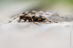 Acanthocinus griseus