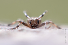 Acanthocinus griseus