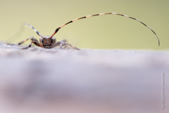 Acanthocinus griseus