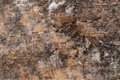 Acanthocinus griseus