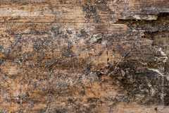 Acanthocinus griseus