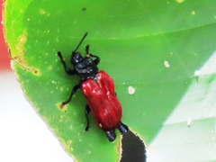 Xenarescus monoceros