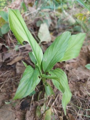 Zingiber officinale
