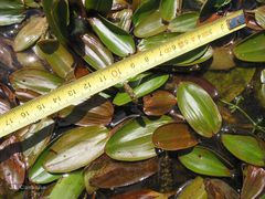 Potamogeton polygonifolius