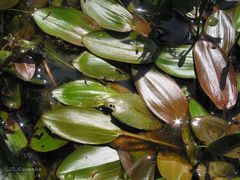 Potamogeton polygonifolius