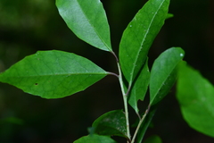 Ilex uraiensis