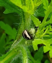 Zygogramma suturalis