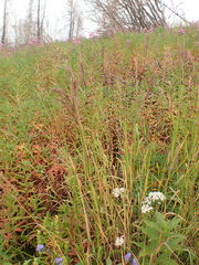 Bromus pumpellianus