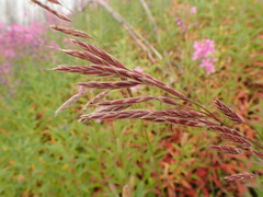 Bromus pumpellianus