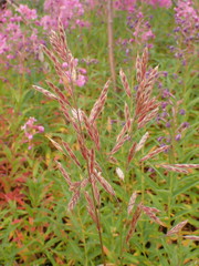 Bromus pumpellianus