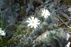 Celmisia laricifolia