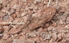 Sphingonotus fuscoirroratus