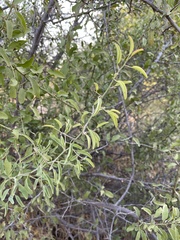 Ximenia americana microphylla